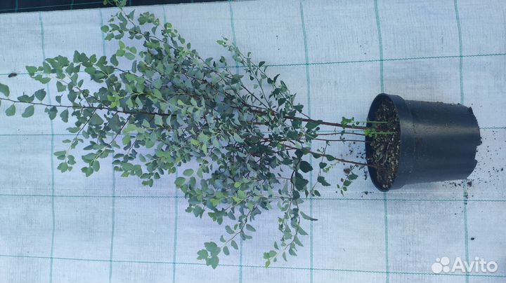 Спирея вангутта