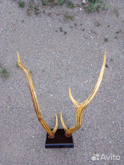 Рога оленя