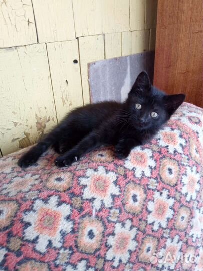 Черный котенок