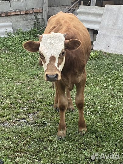 Продаю Бычки 7 мес