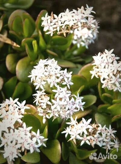 Денежное дерево, толстянка, красула