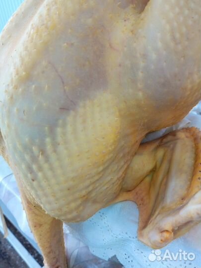 Мясо домашней индейки