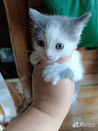 Котята с доплатой. Три кота и кошечка