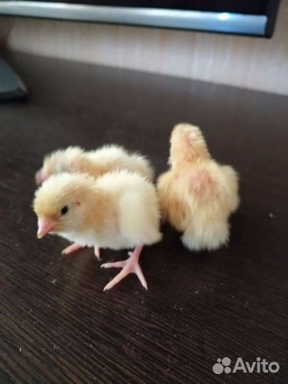 Перепела суточные доставка