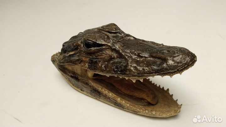 Голова крокодила, засушенная