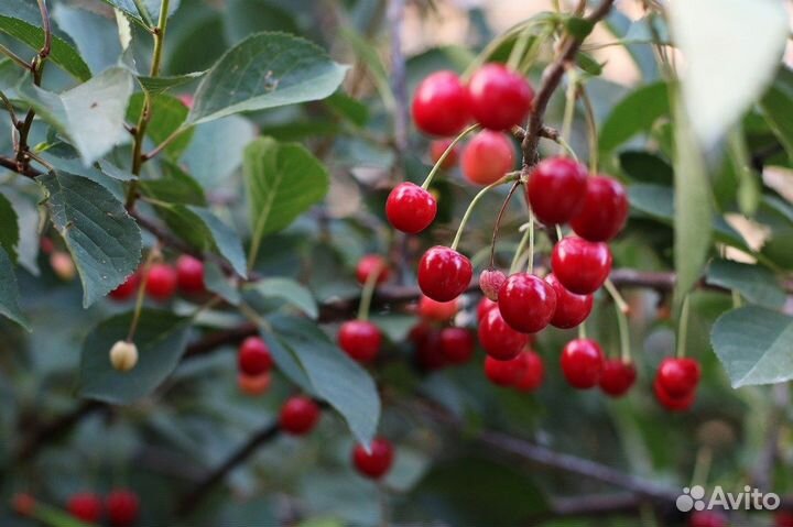 Семена и саженцы вишен. вишни разные