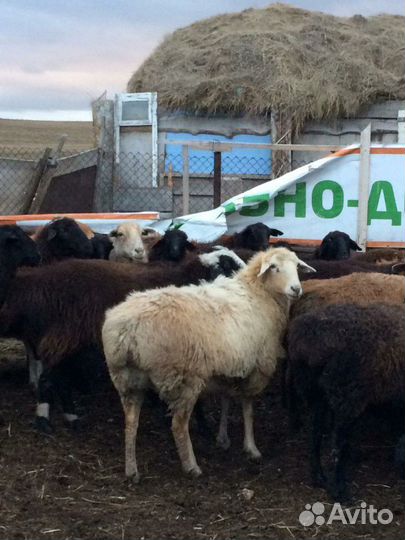 Ярки,овечки на мясо племяные курдючные бараны на к