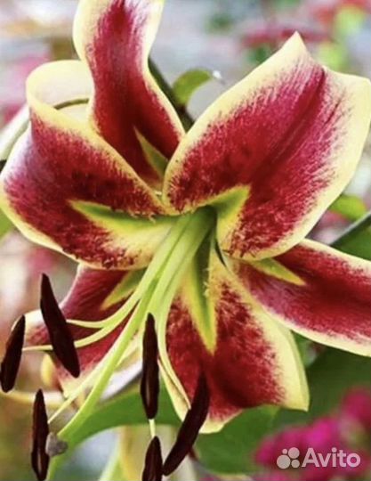 Лилия Шахерезада