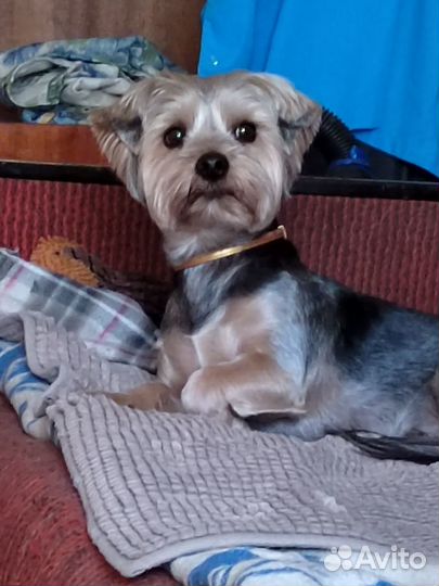 Передержка животных на время отпуска