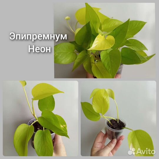 Комнатные цветы. Филодендрон, Эпипремнум