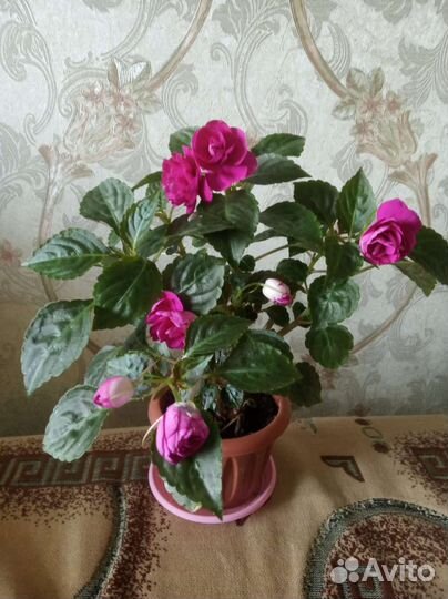 Бальзамин или ванька мокрый