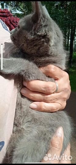 Котенок девочка метис