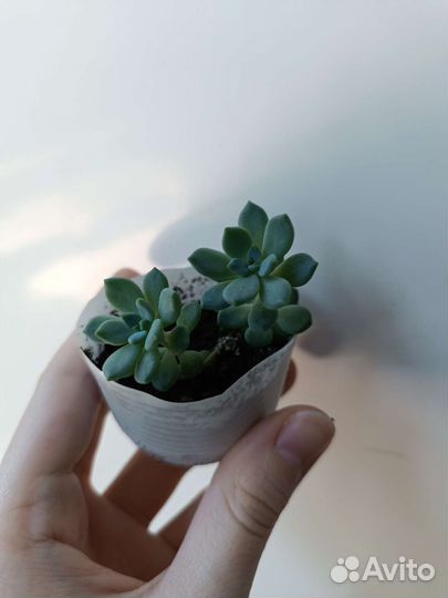 Суккуленты почтой и детки с корнями