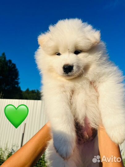 Щенки самоеда