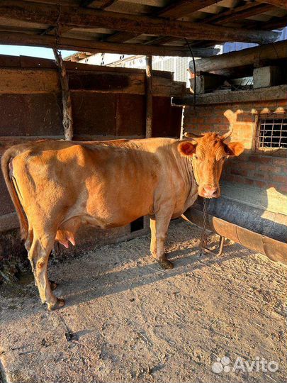 Корова дойная