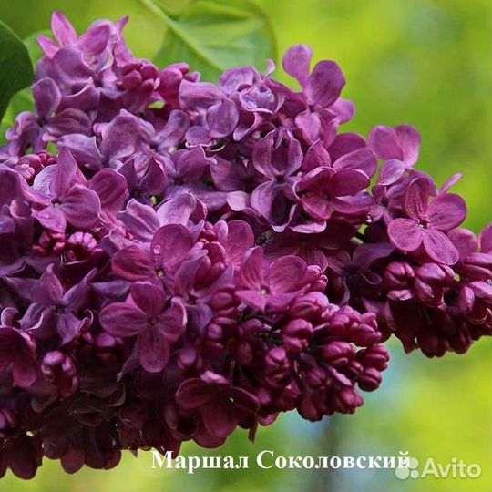 Сирень сортовая в ассортименте