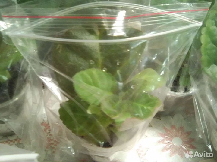 Глоксинии сортовые