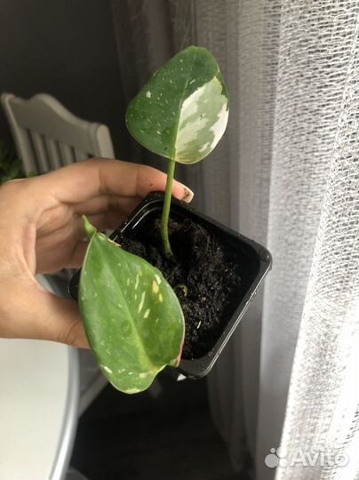 Филодендрон белая принцесса (с розовым)