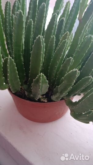 Стапелия грандифлора