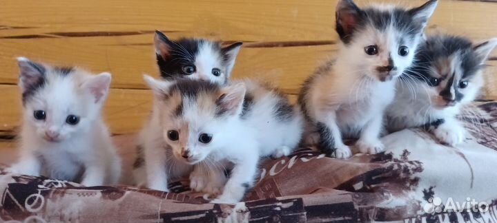 Отдам котят в добрые руки