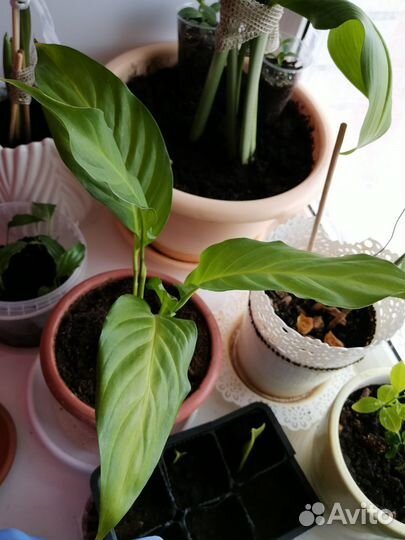 Комнатные цветы на обмен