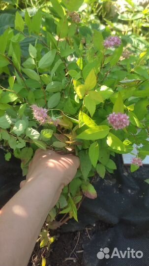 Спирея японская