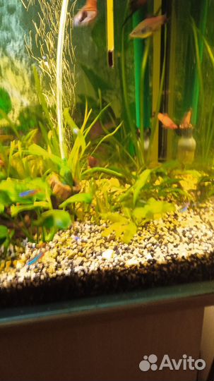 Аквариумные рыбки