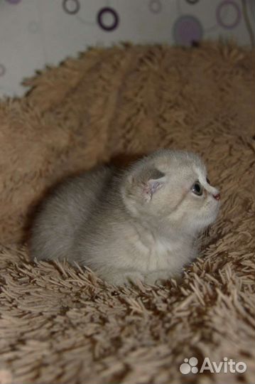 Шотландский вислоухий мальчик