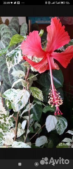 Гибискус китайские розы