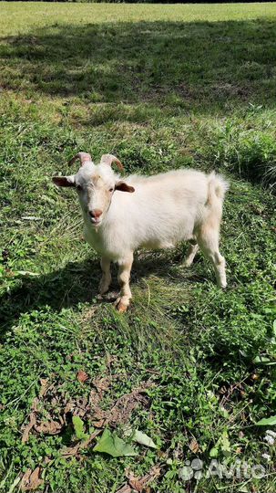 Коза дойная