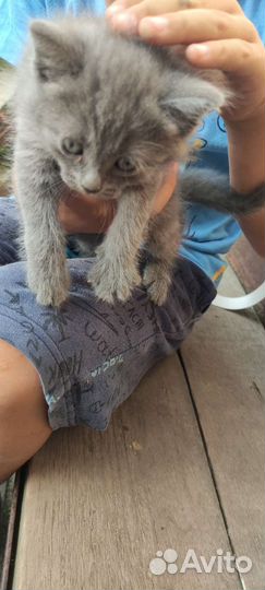 Кошка в дар бесплатно