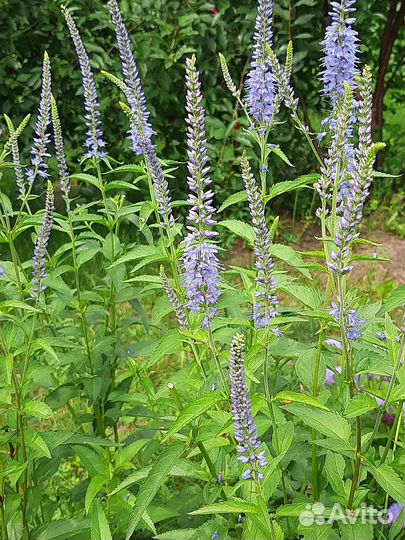 Вероника узколистная