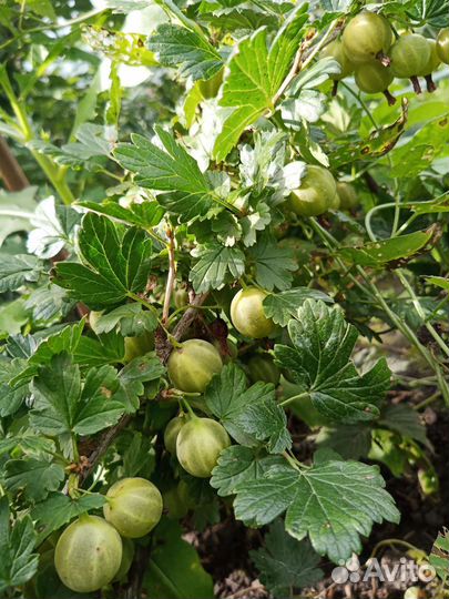 Черная малина Кумберленд