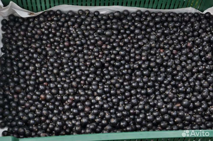 Смородина садовая