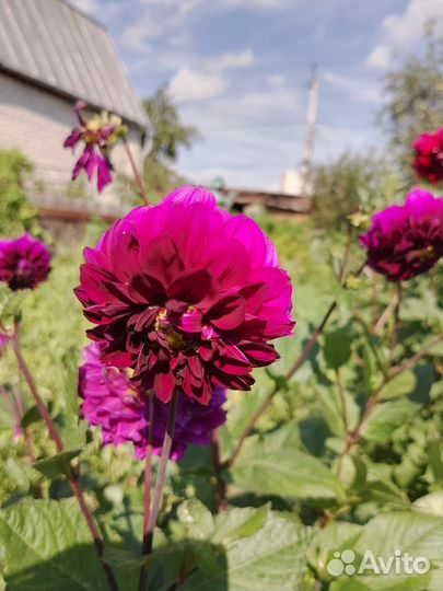 Георгины клубни