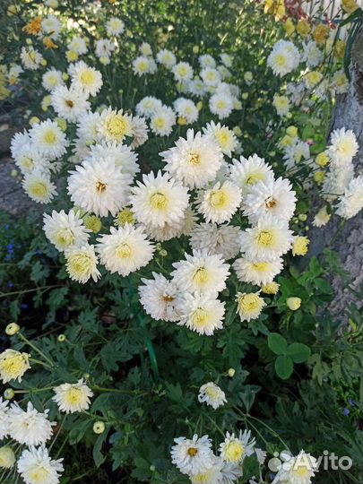 Хризантема кустовая