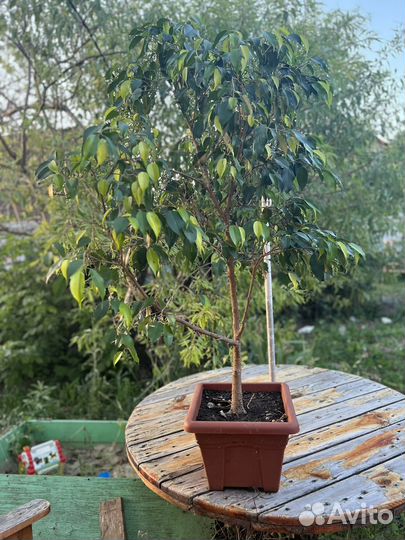 Фикус бенджамина большой