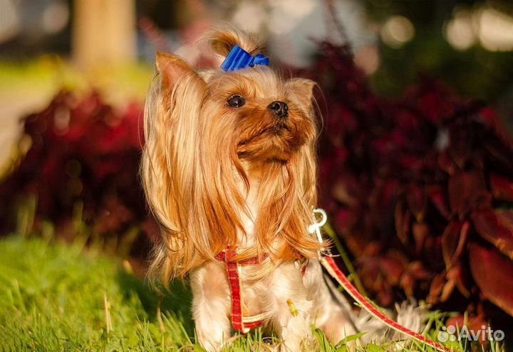 Вязка йоркширский терьер