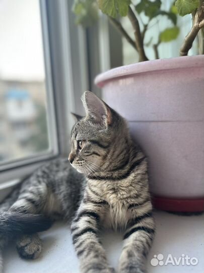 Котенок девочка бесплатно