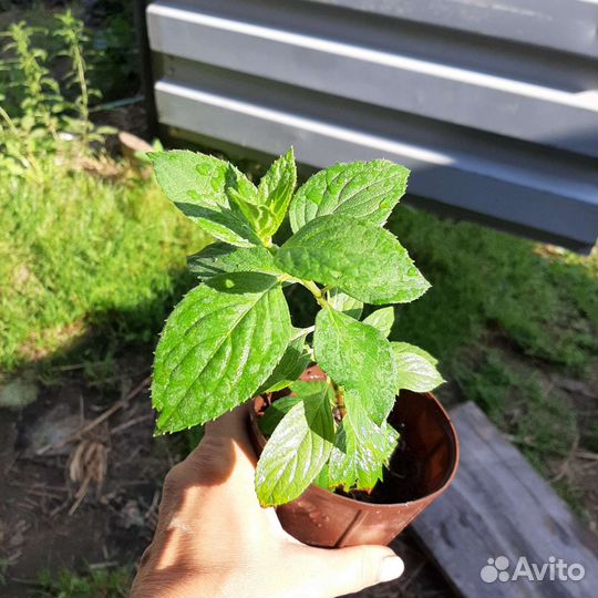 Гортензия метельчатая саженцы