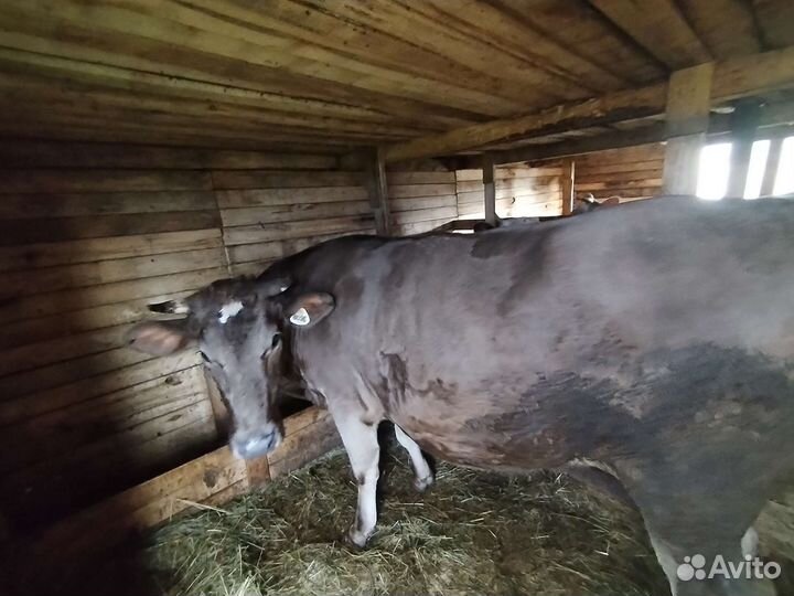 Телка стельная