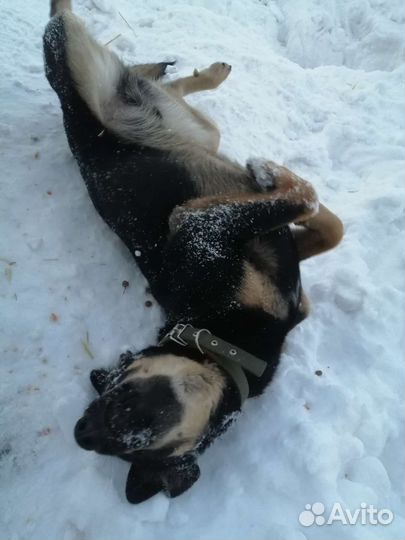 Щенок в добрые руки