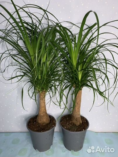 Бокарнея янолина 19/70см