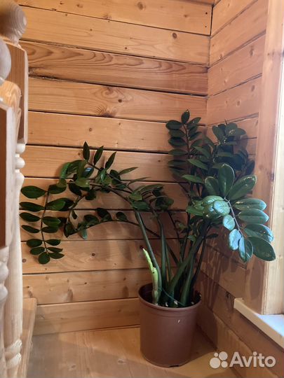 Замиокулькас