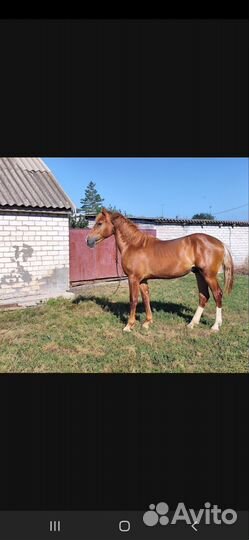 Продам жеребчиков Донской породы