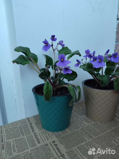 Фиалки цветущие в горшке