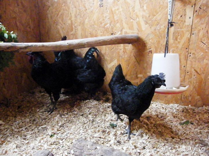 Ухейлюй, джерсийский гигант цыплята доставка