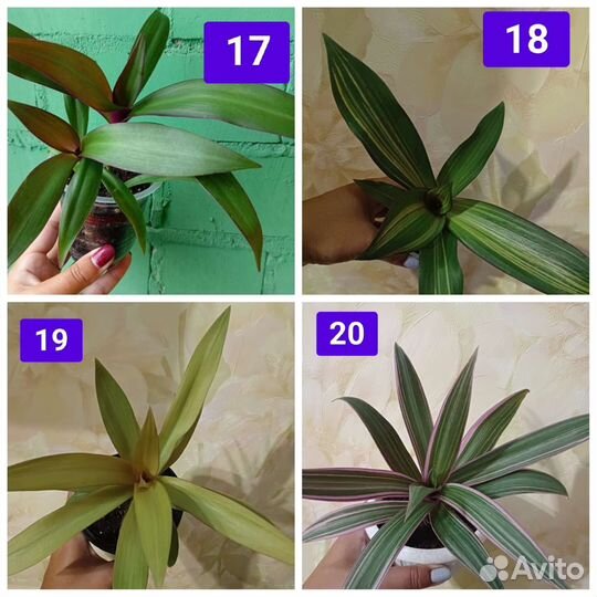 Традесканции сортовые срез