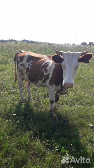 Корова дойная с теленком