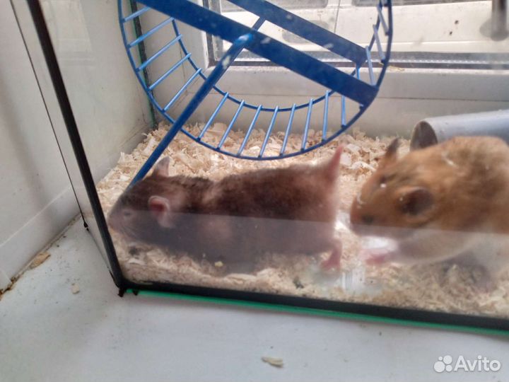 Сирийский хомяк бесплатно